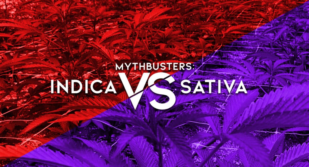 Mythbusters: Sativa vs. Indica