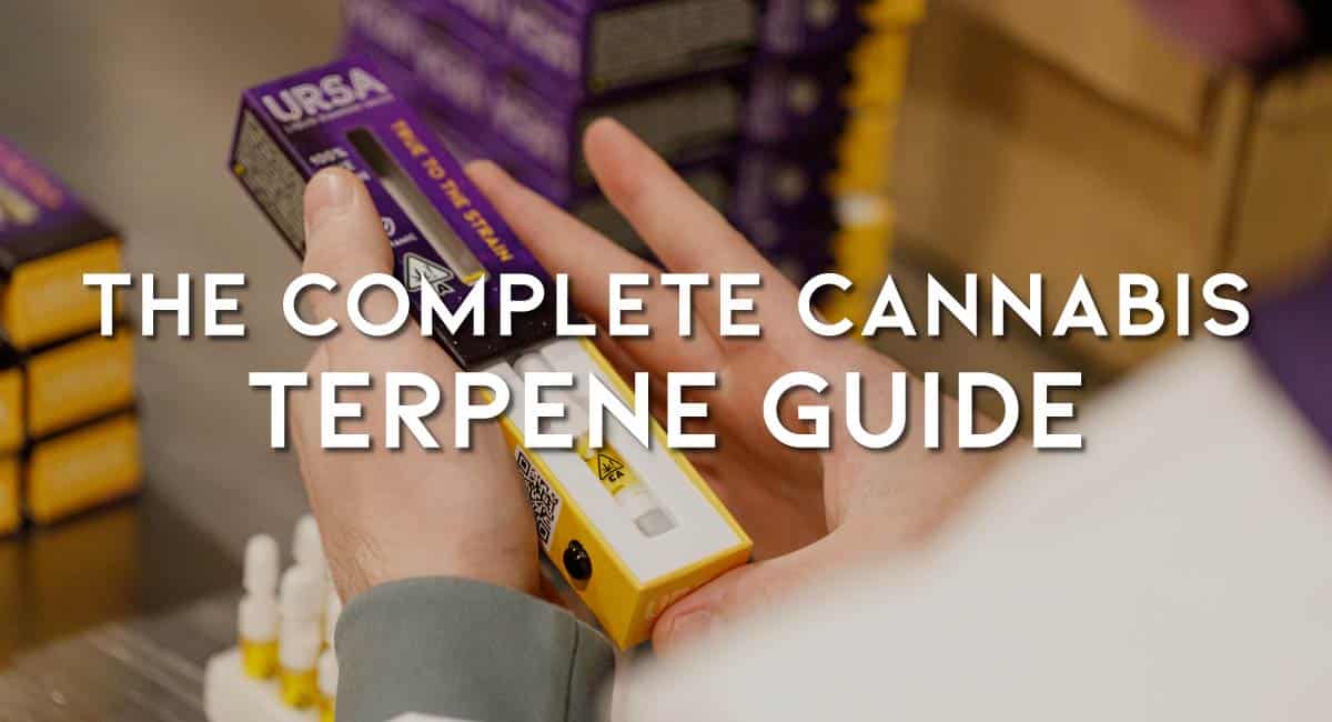 The Complete Cannabis Terpenes Guide URSA Extracts