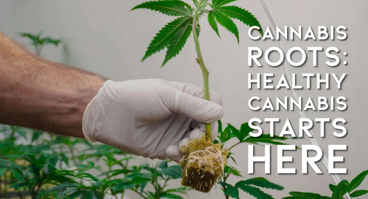 Cannabis Roots Healthy Cannabis Starts Here URSA Extracts